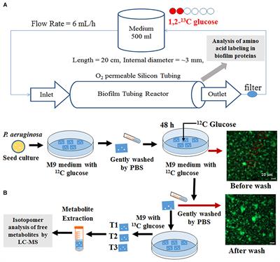 Bacterial Metabolism During Biofilm Growth Investigated by 13C Tracing